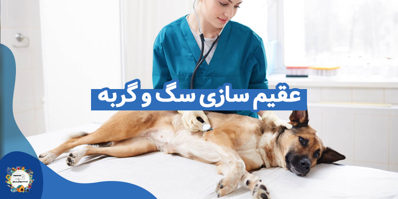 عقیم‌ سازی سگ و گربه