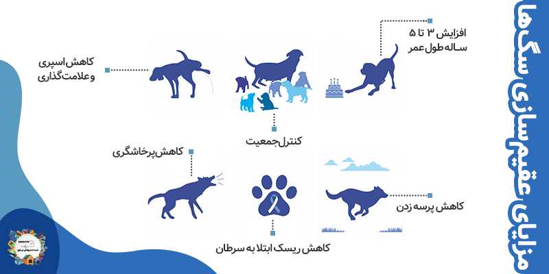 مزایای عقیم سازی سگ و گربه