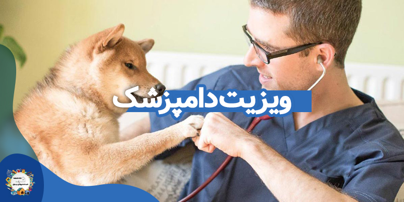 ویزیت دامپزشک