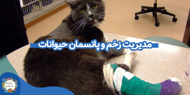 مدیریت زخم و پانسمان حیوانات
