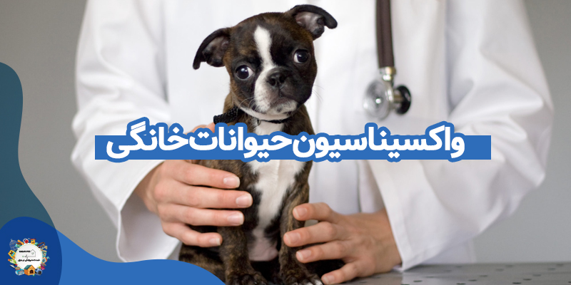 واکسیناسیون و عقیم سازی حیوانات خانگی