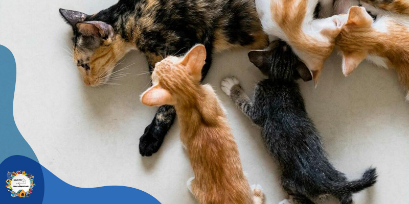 رفتار سگ بعد از عقیم شدن