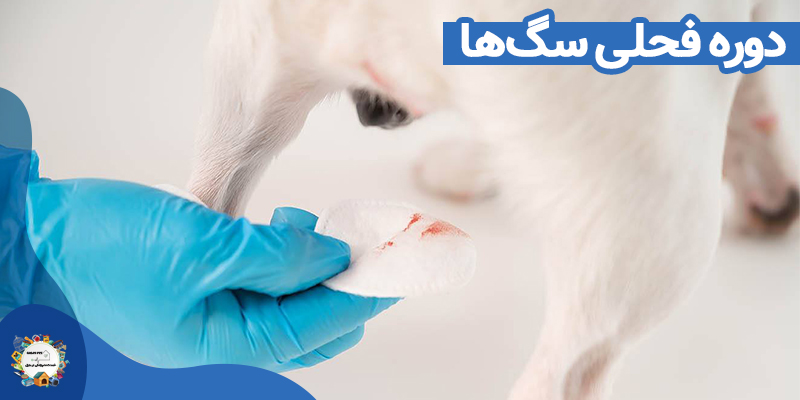 فحلی سگ ها