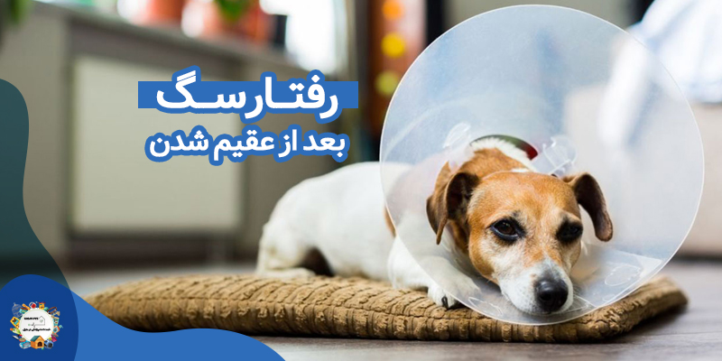 رفتار سگ بعد از عقیم شدن