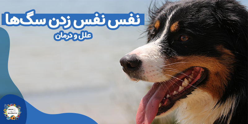 نفس نفس زدن سگ ها