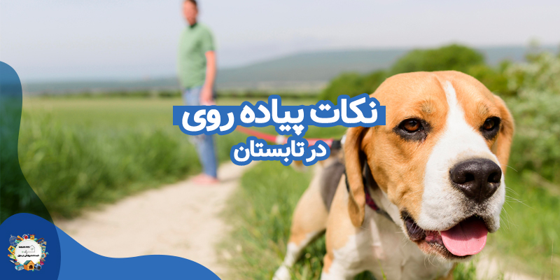 نکات پیاده روی سگ ها در تابستان