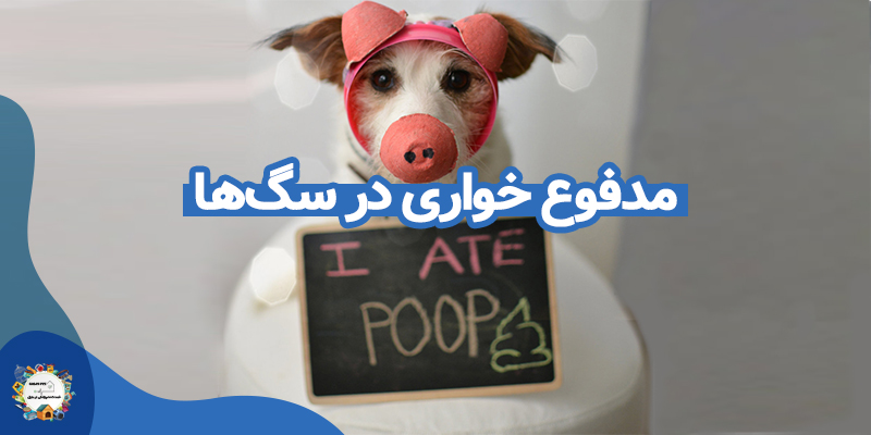 مدفوع خواری در سگ ها