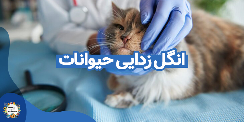 انگل زدایی حیوانات خانگی