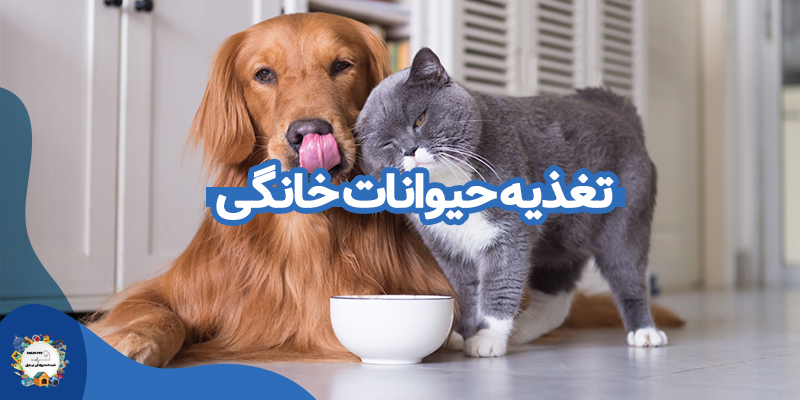 تغذیه حیوانات خانگی