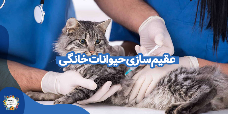 عقیم سازی سگ و گربه در تهران